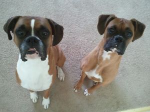 Boxers Dash and Delta are waiting for their treats.